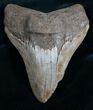 Wide Megalodon Tooth - Serrated #7939-1